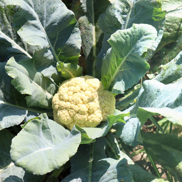 Cauliflower