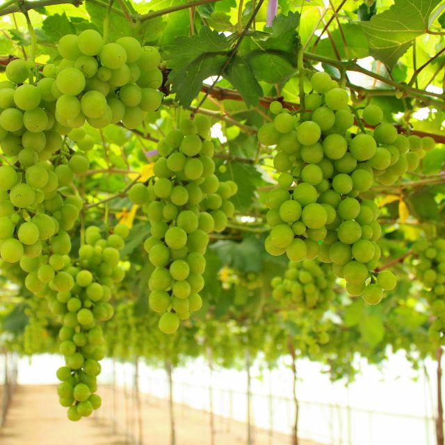 Grapes