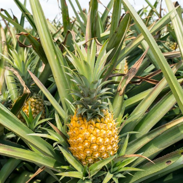 Pineapple