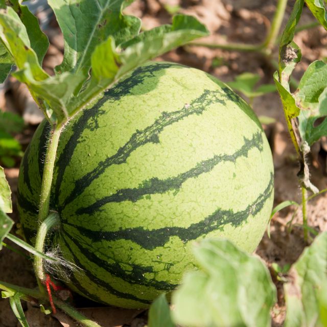 Watermelon